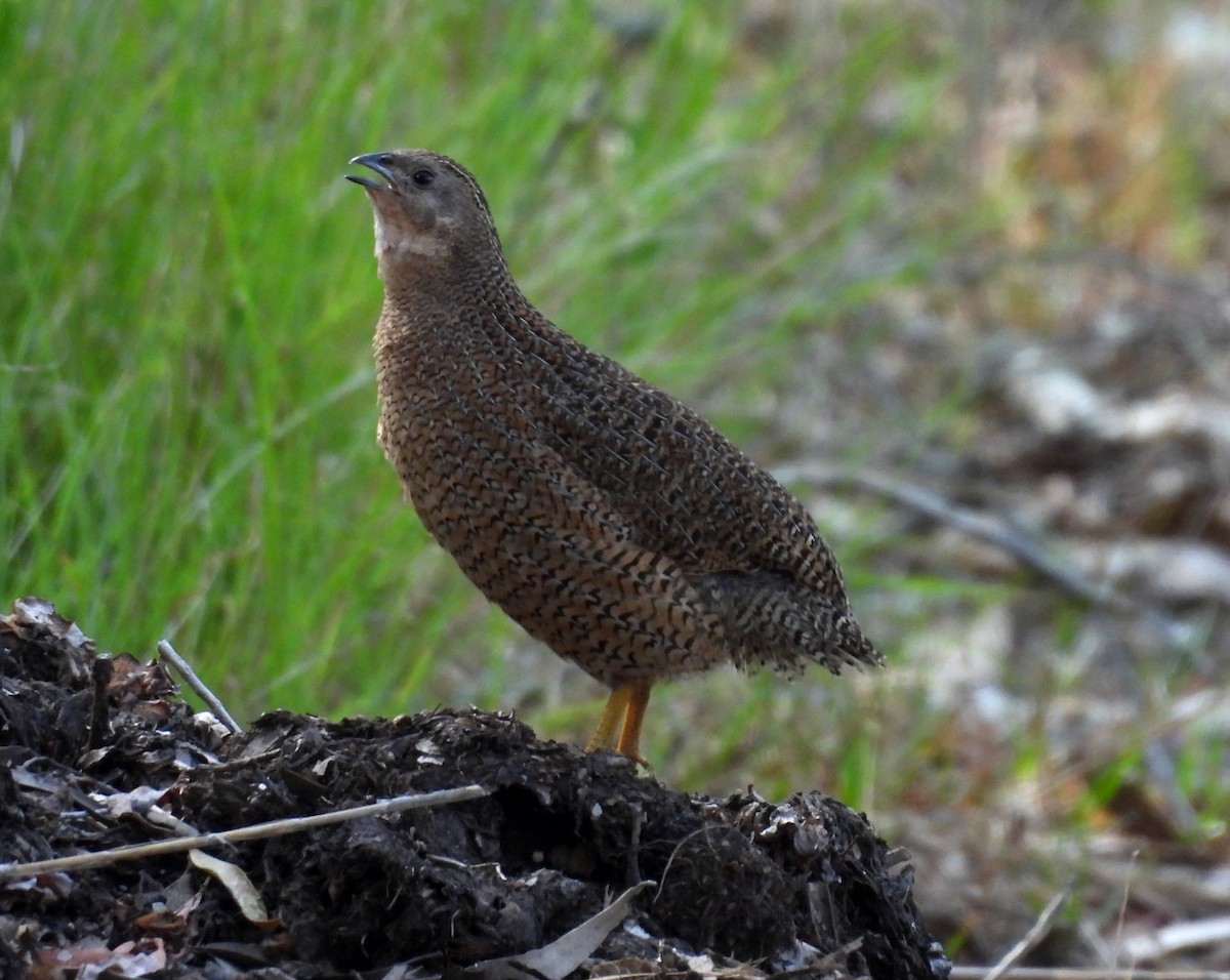 Brown Quail - ML643477417