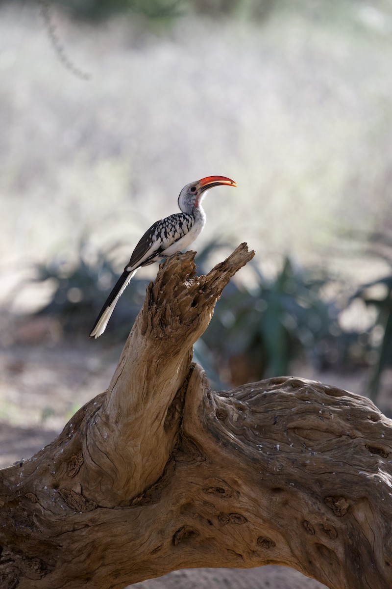Northern Red-billed Hornbill - ML643477418
