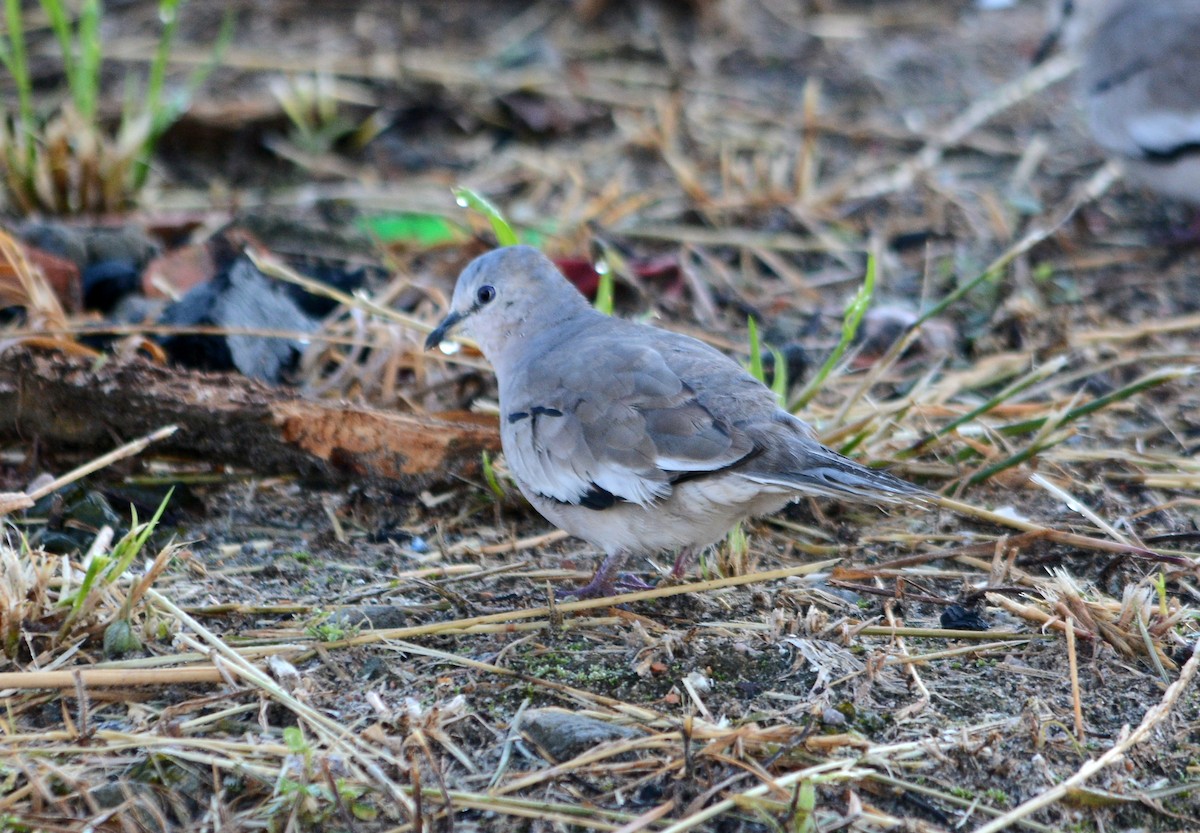 Picui Ground Dove - ML643477422