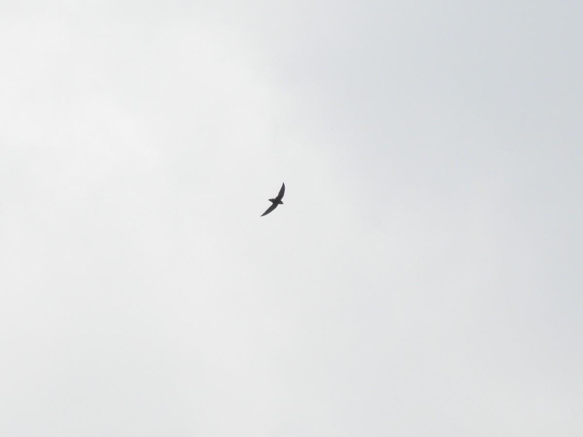 selvasseiler - ML643477431