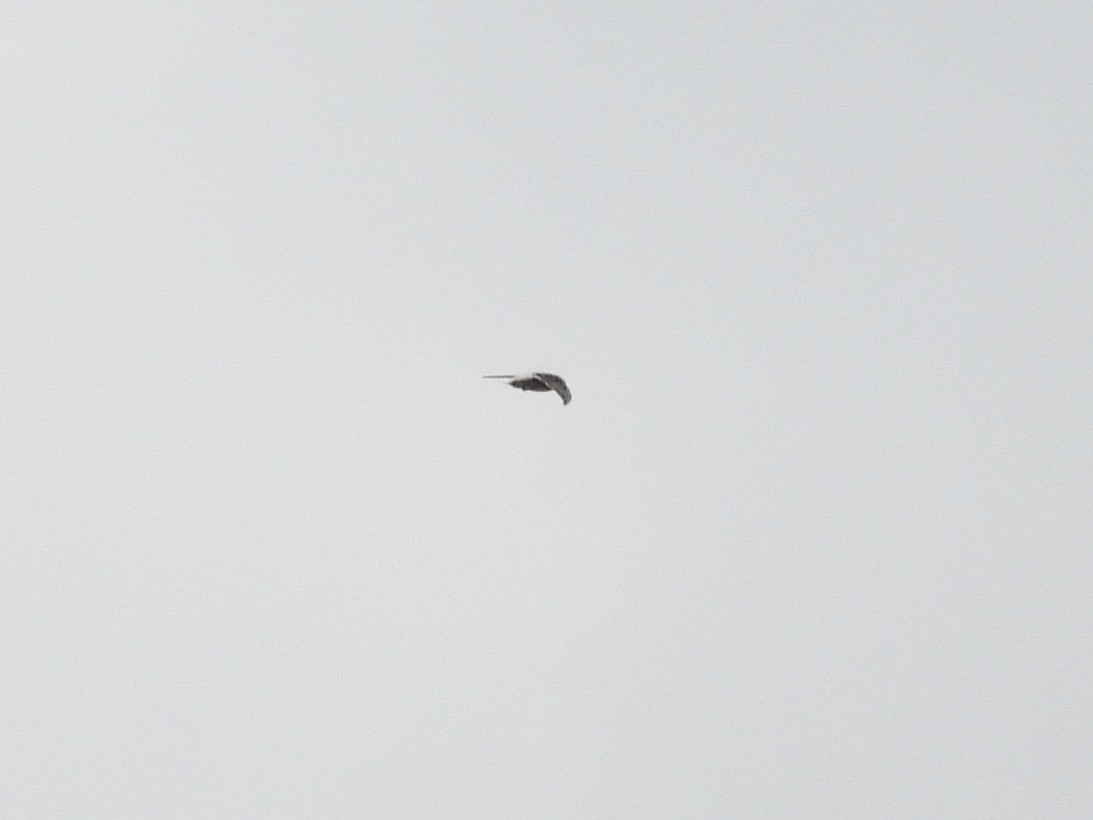 selvasseiler - ML643477459