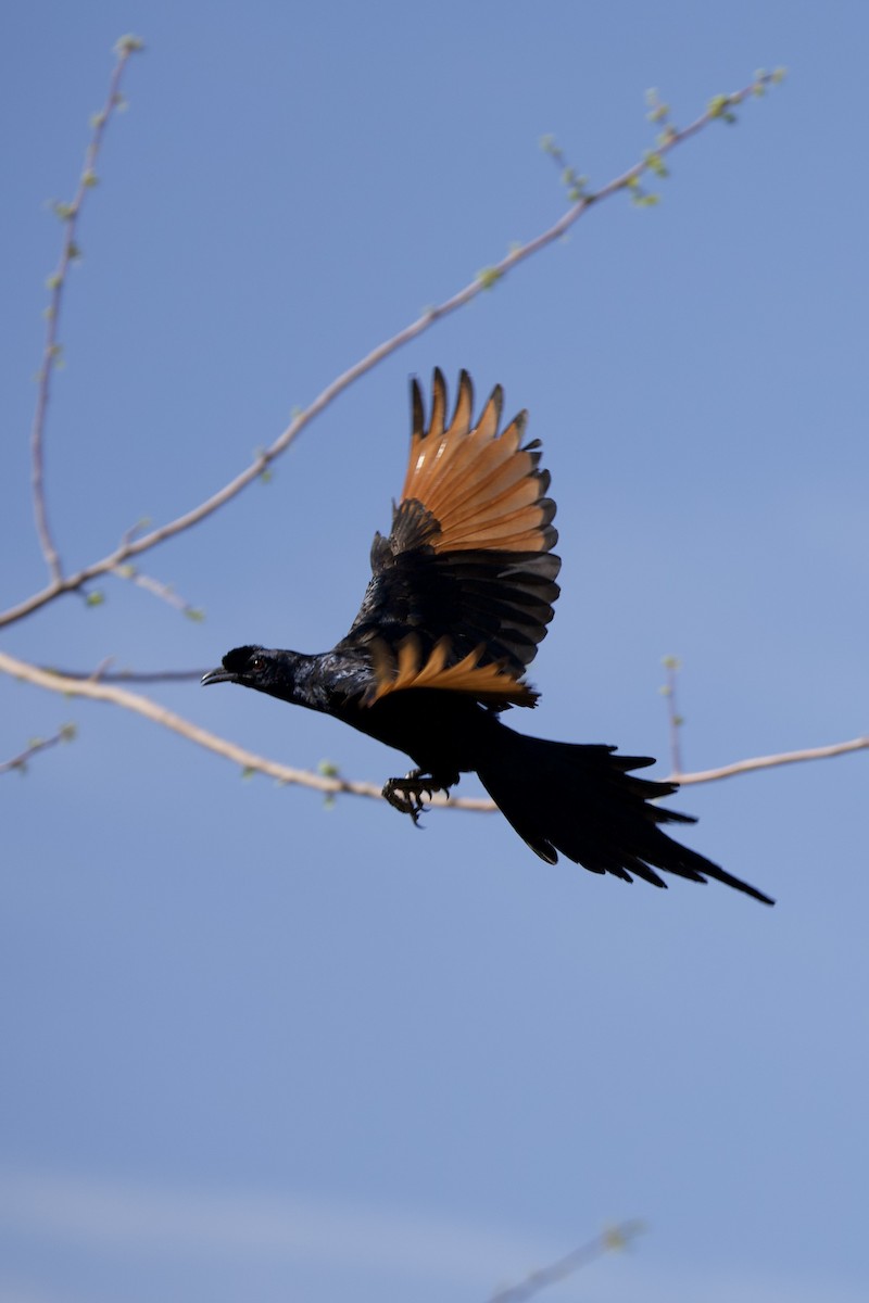 Bristle-crowned Starling - ML643477460