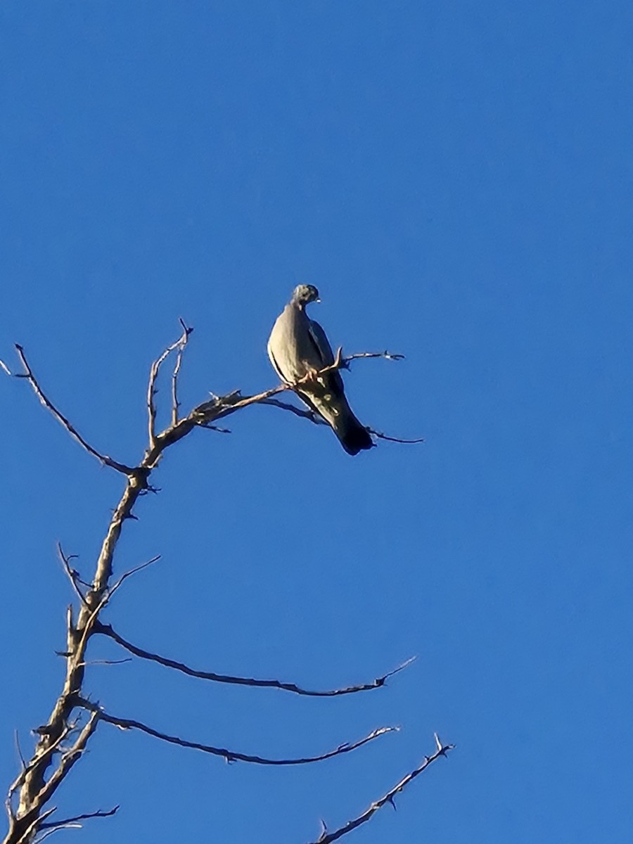 יונת ענק - ML643477466