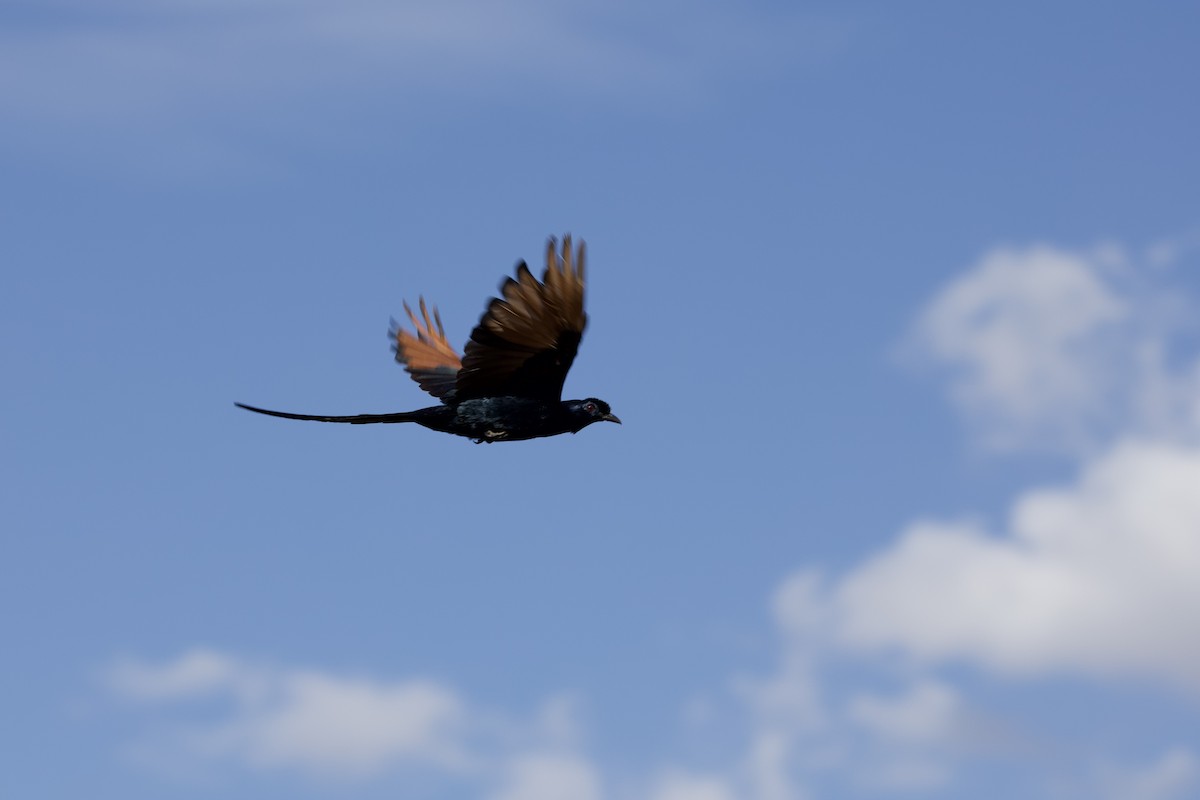 Bristle-crowned Starling - ML643477469