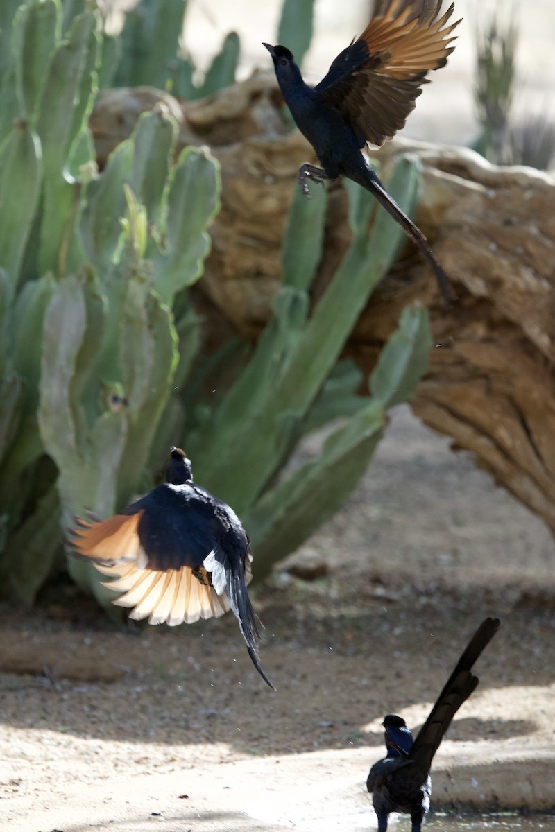Bristle-crowned Starling - ML643477470