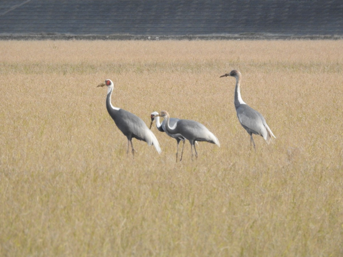 hvitnakketrane - ML643477472