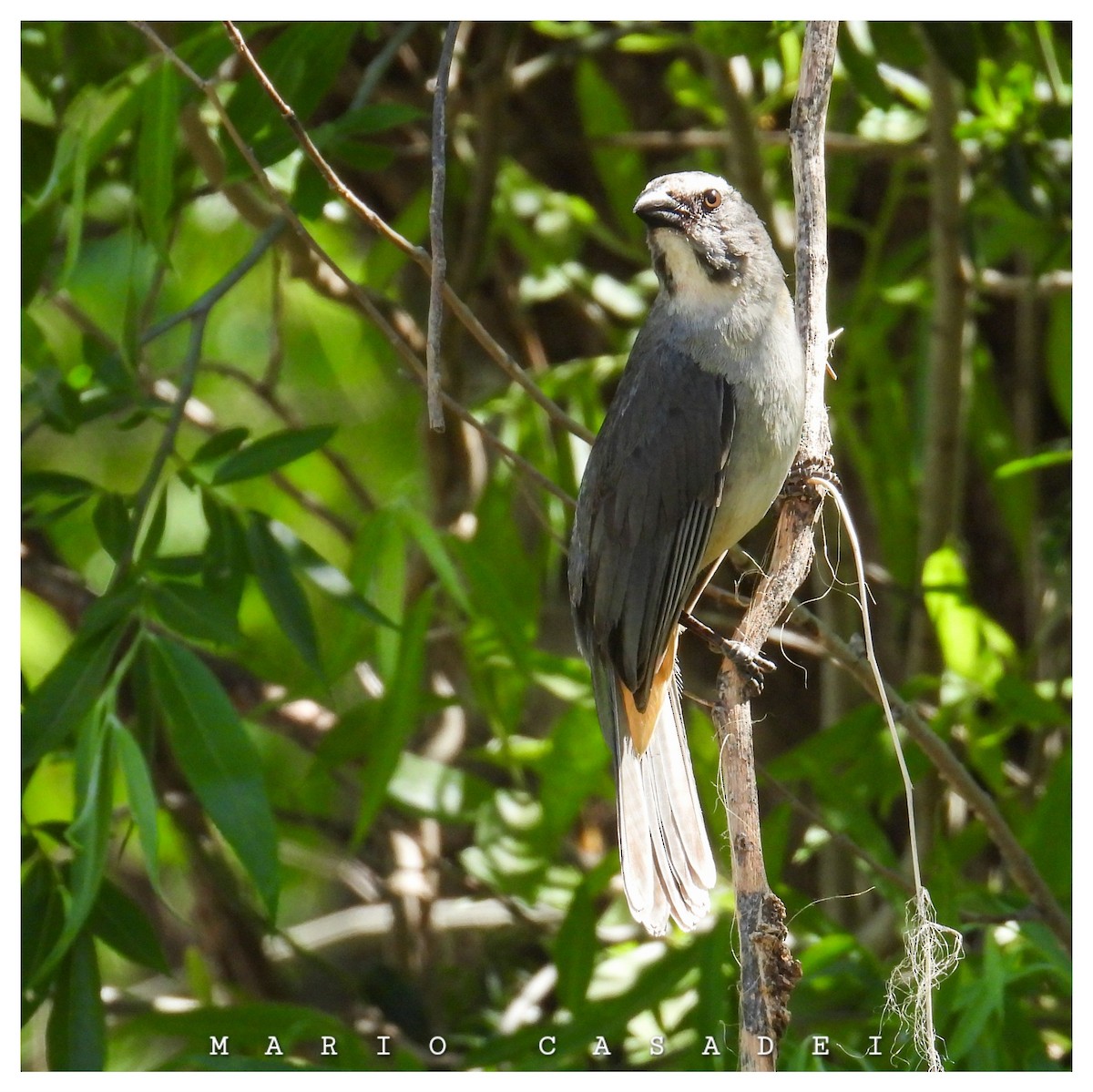 Bluish-gray Saltator - ML643477474