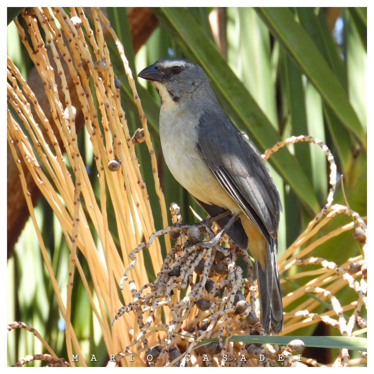 Bluish-gray Saltator - ML643477480