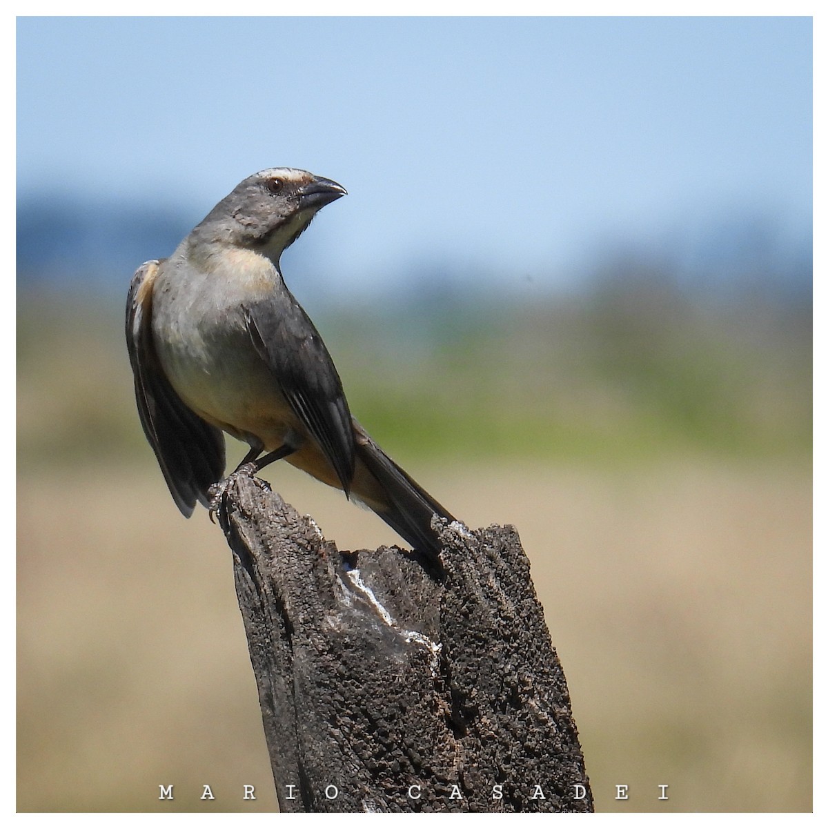 Mavi-Gri Saltator - ML643477487