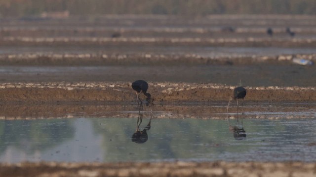 Glossy Ibis - ML643477495