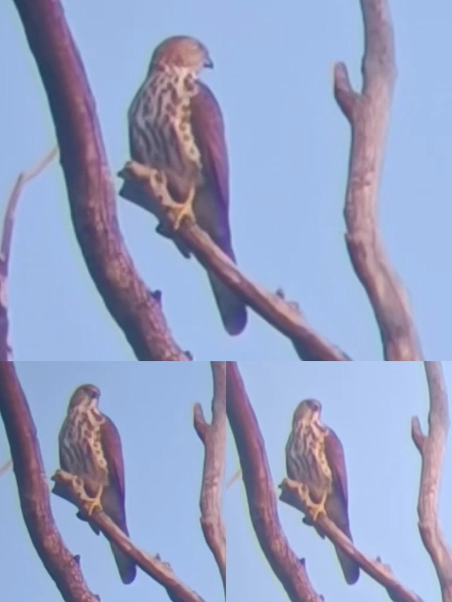 Accipitrine hawk sp. (former Accipiter sp.) - ML643477501