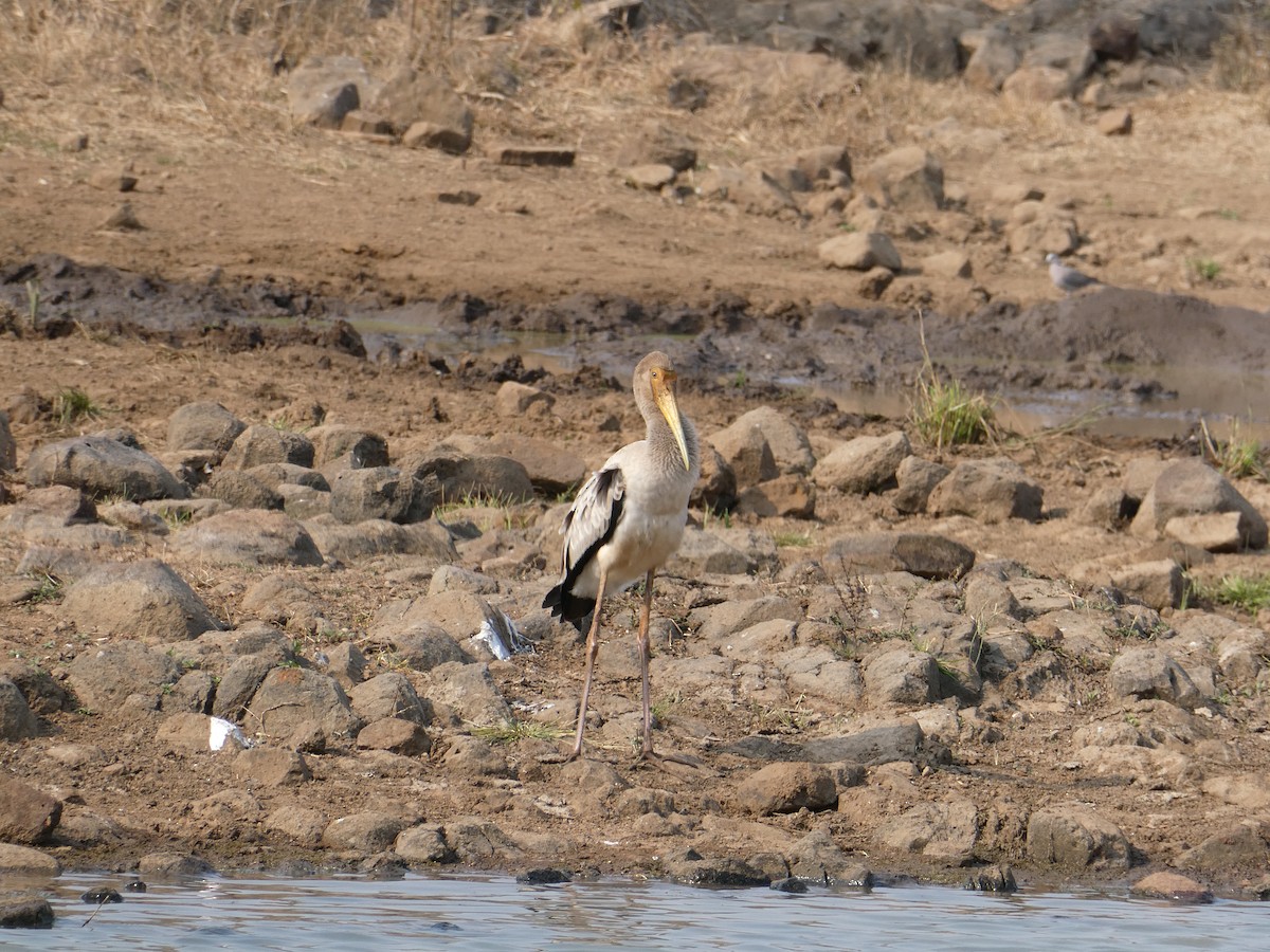 Yellow-billed Stork - ML643477502