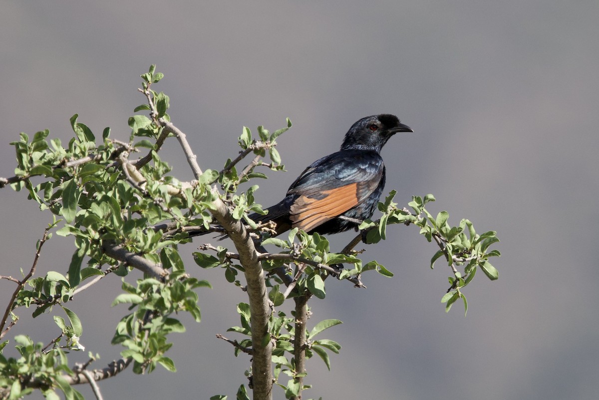 Bristle-crowned Starling - ML643477503
