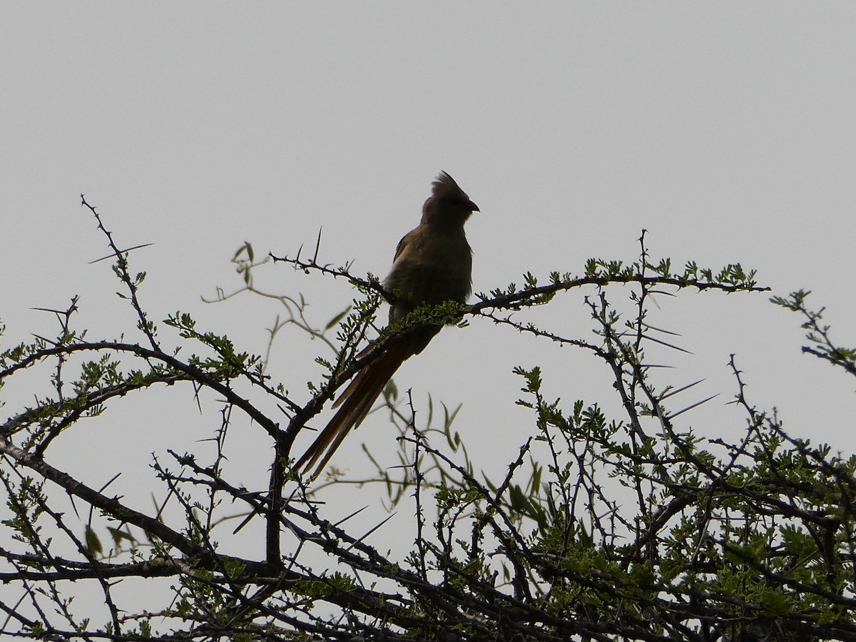 Speckled Mousebird - ML643477508