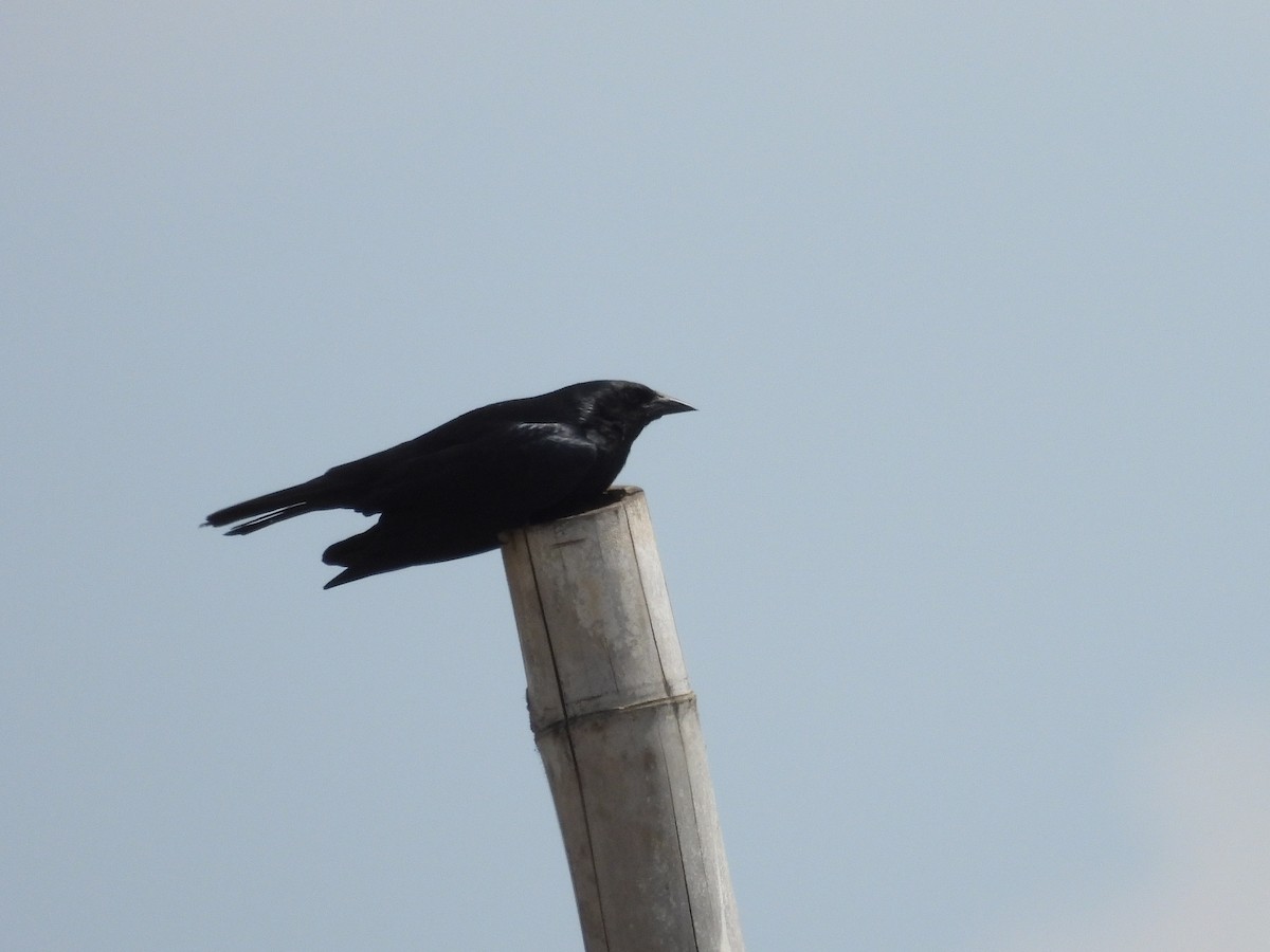 Chopi Blackbird - ML643477509