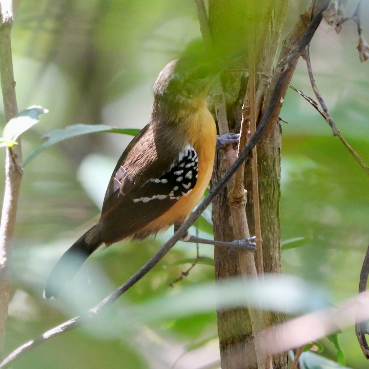 Southern White-fringed Antwren - ML643477511