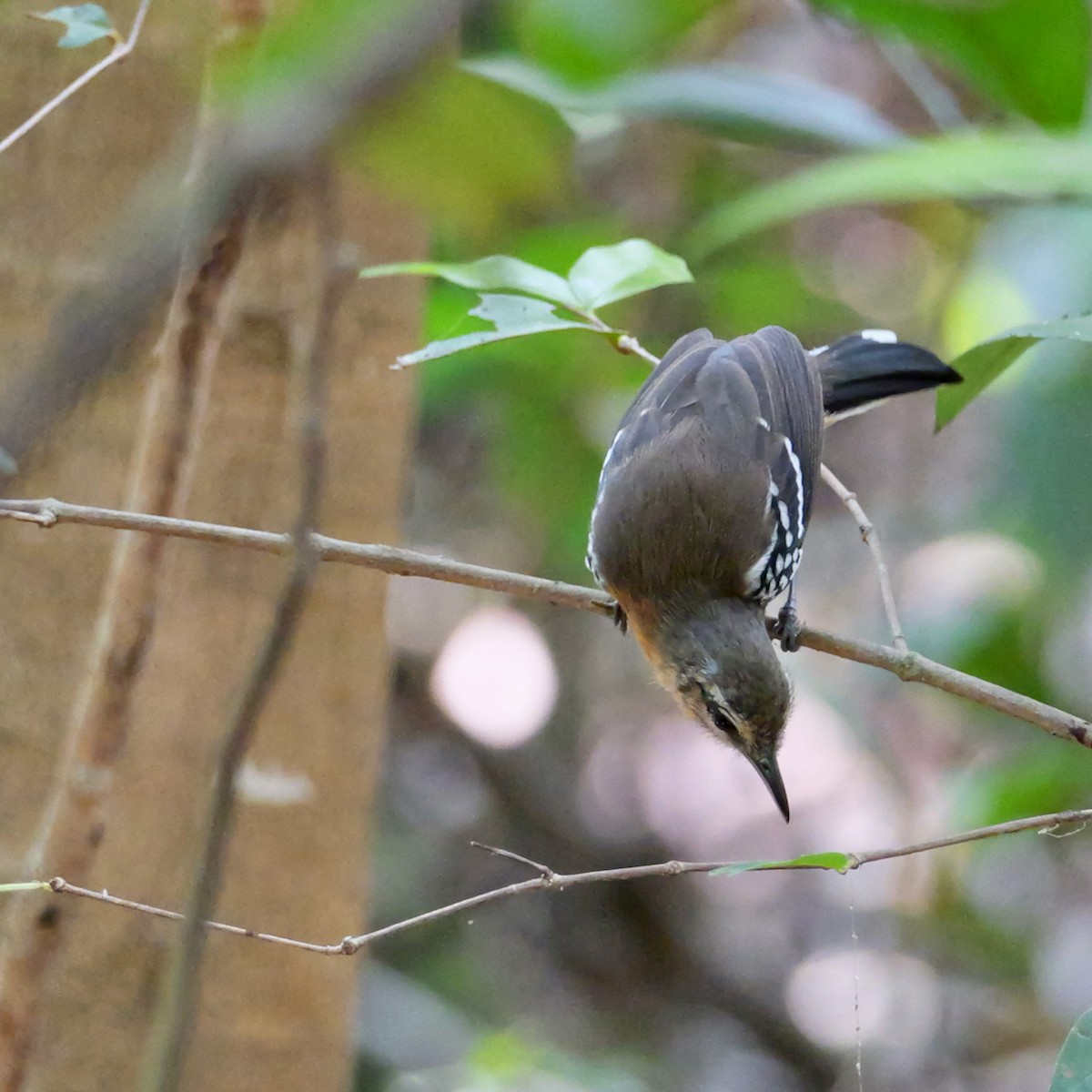 Southern White-fringed Antwren - ML643477512