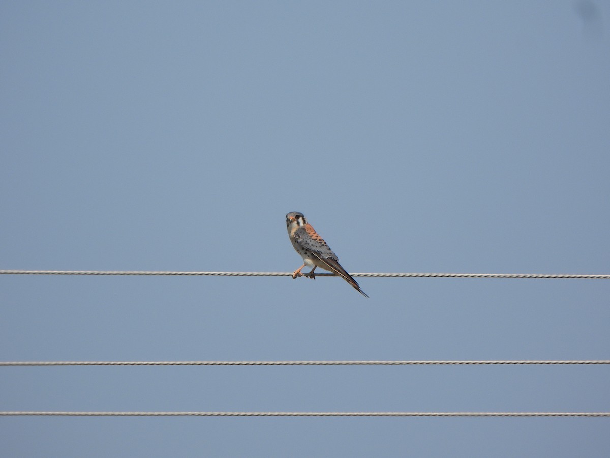 American Kestrel - ML643477514