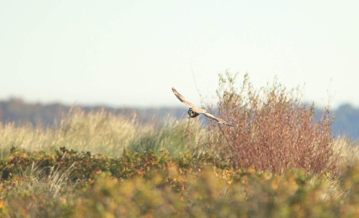 Short-eared Owl - ML643477516