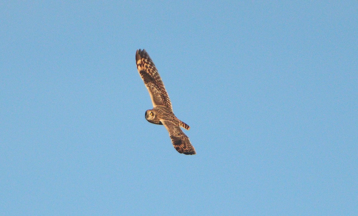 Short-eared Owl - ML643477517