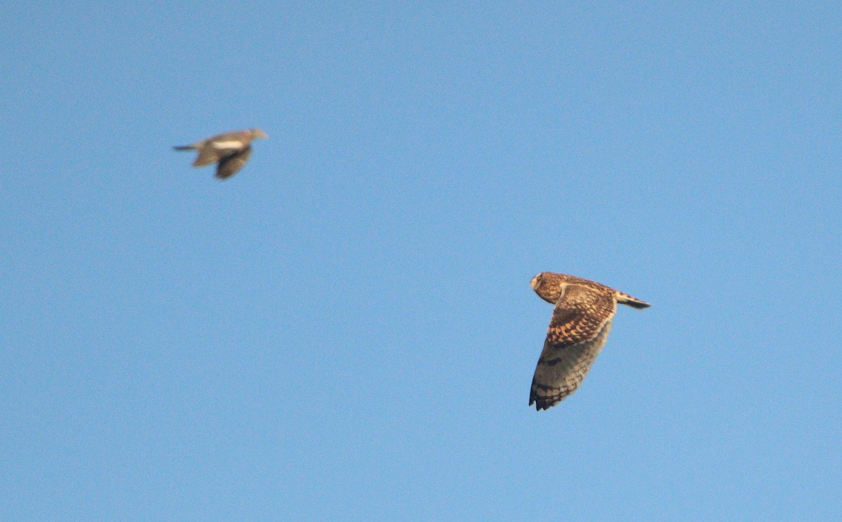 Short-eared Owl - ML643477518