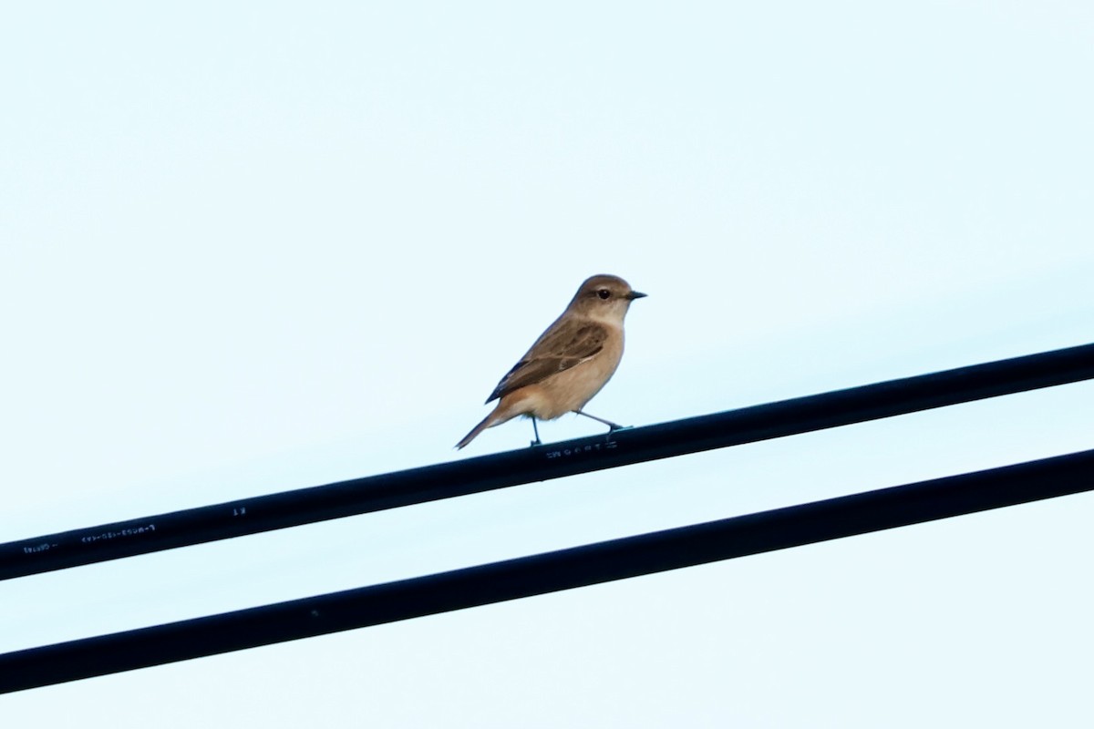 Amur Stonechat - ML643477520