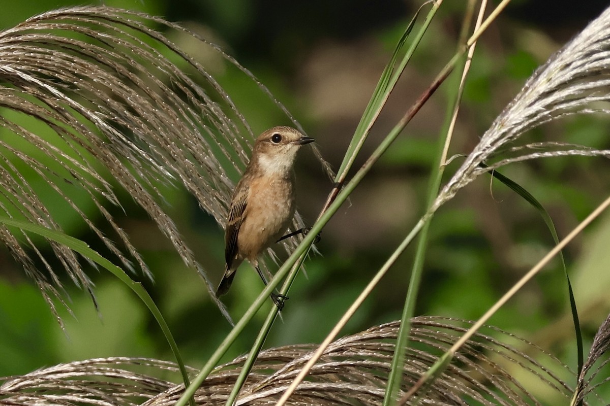 Amur Stonechat - ML643477523