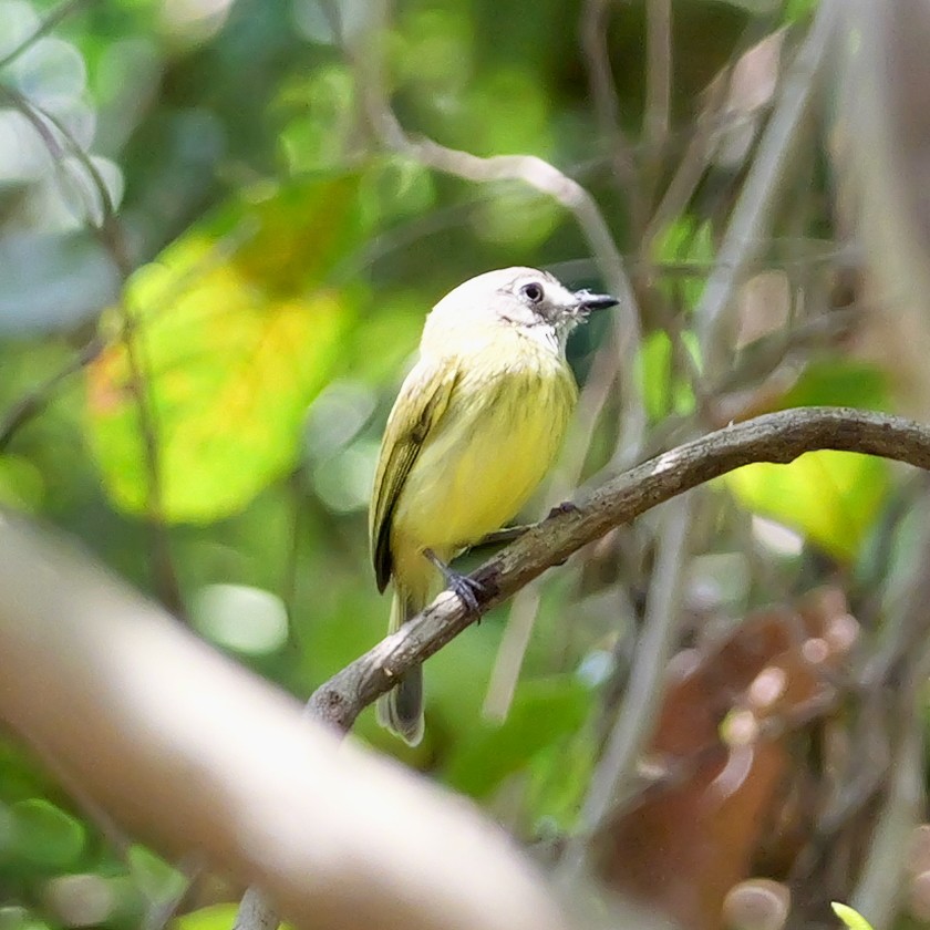 Stripe-necked Tody-Tyrant - ML643477524