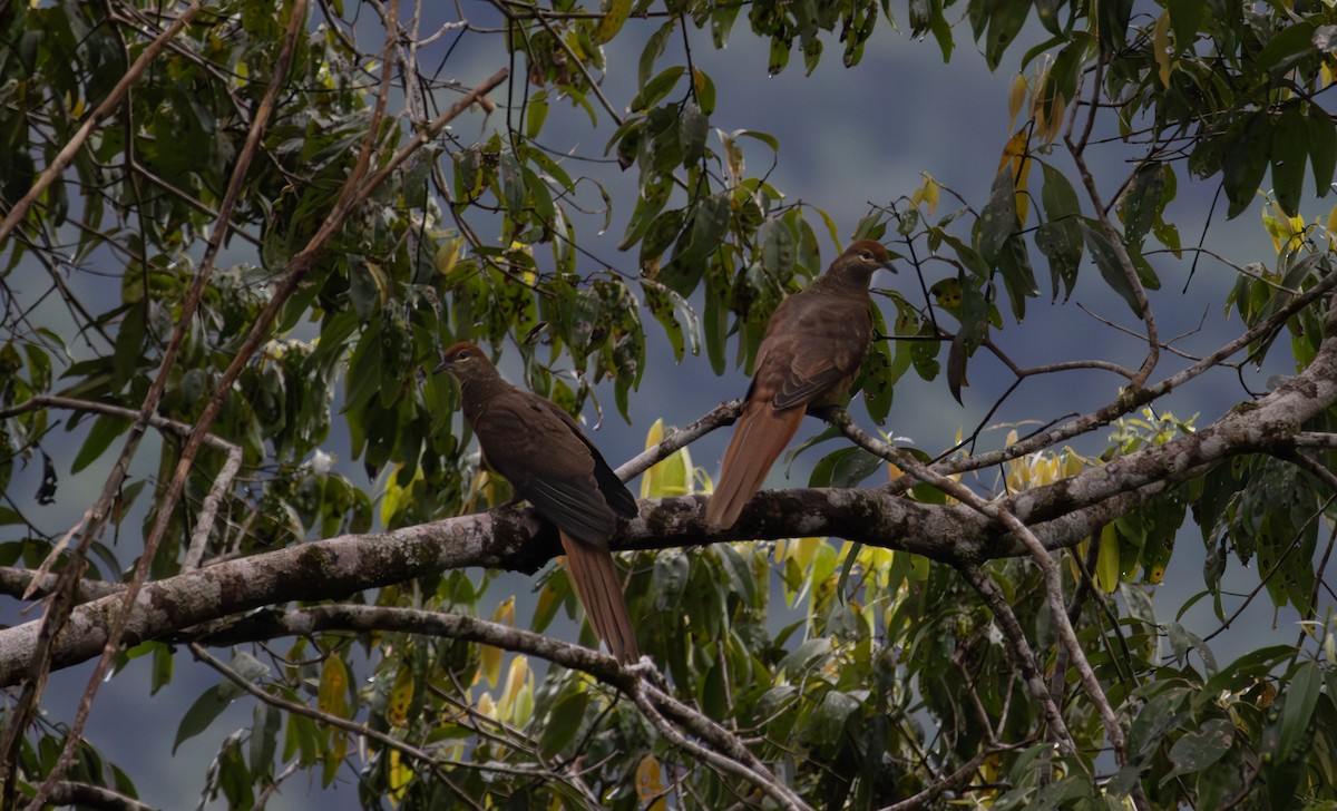 Brown Cuckoo-Dove - ML643477527