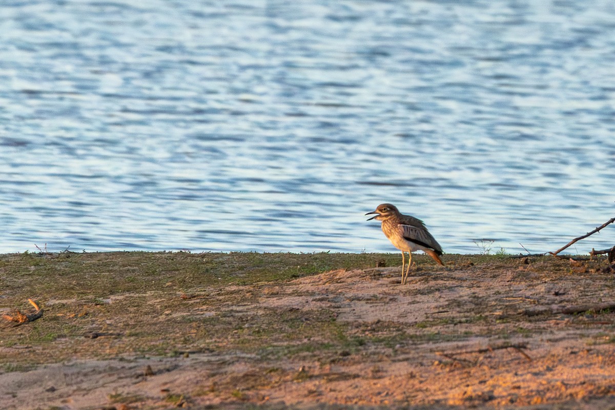 Water Thick-knee - ML643477528