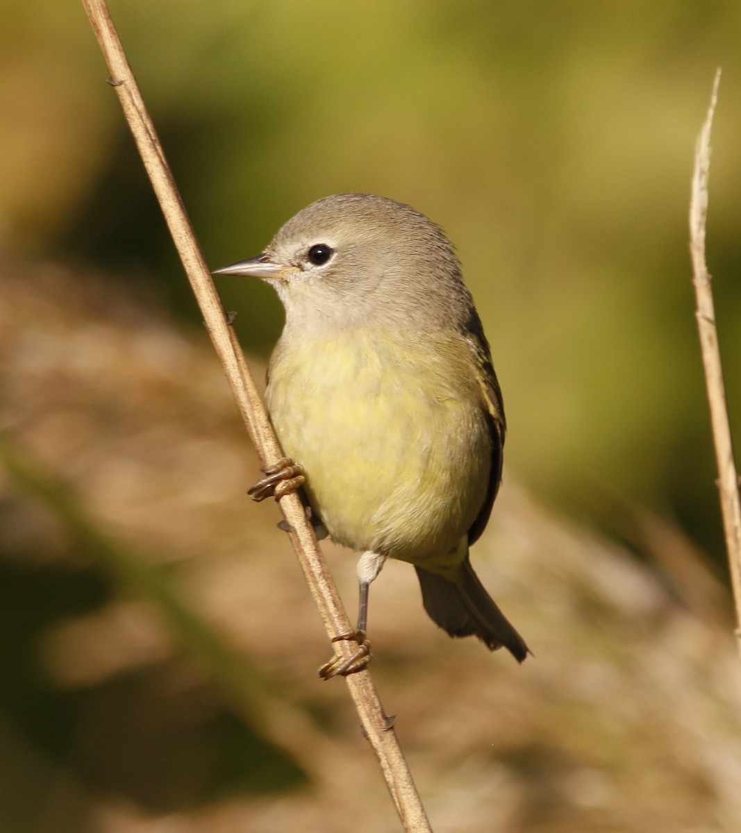 Orange-crowned Warbler - ML643477529