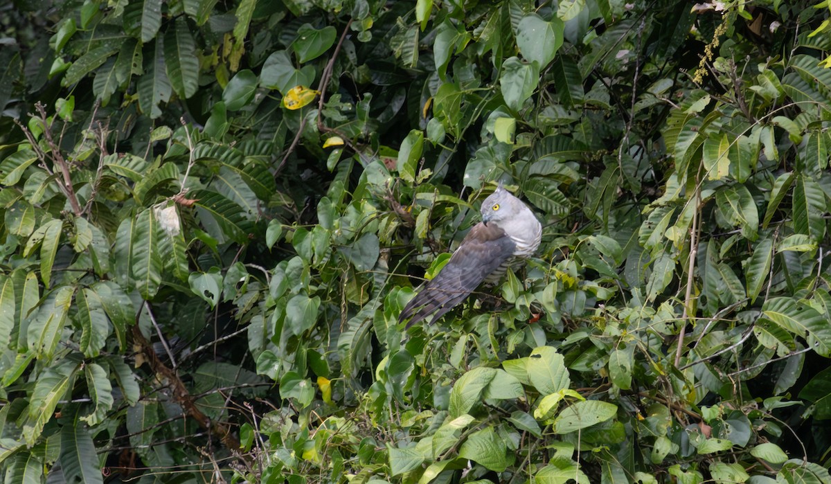 Pacific Baza - ML643477530