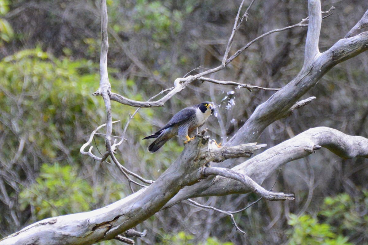 Peregrine Falcon - ML643477531
