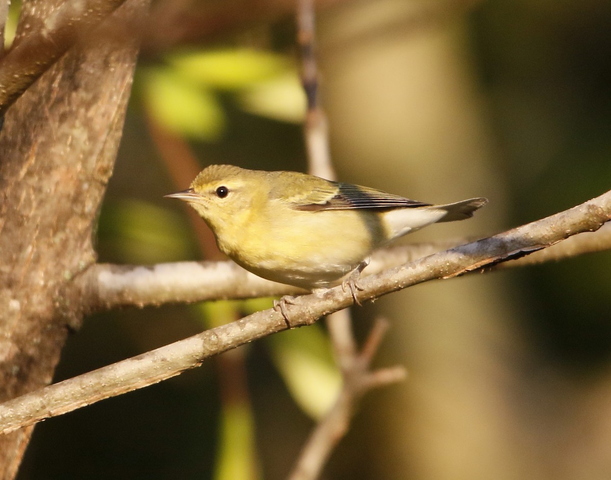 Tennessee Warbler - ML643477532