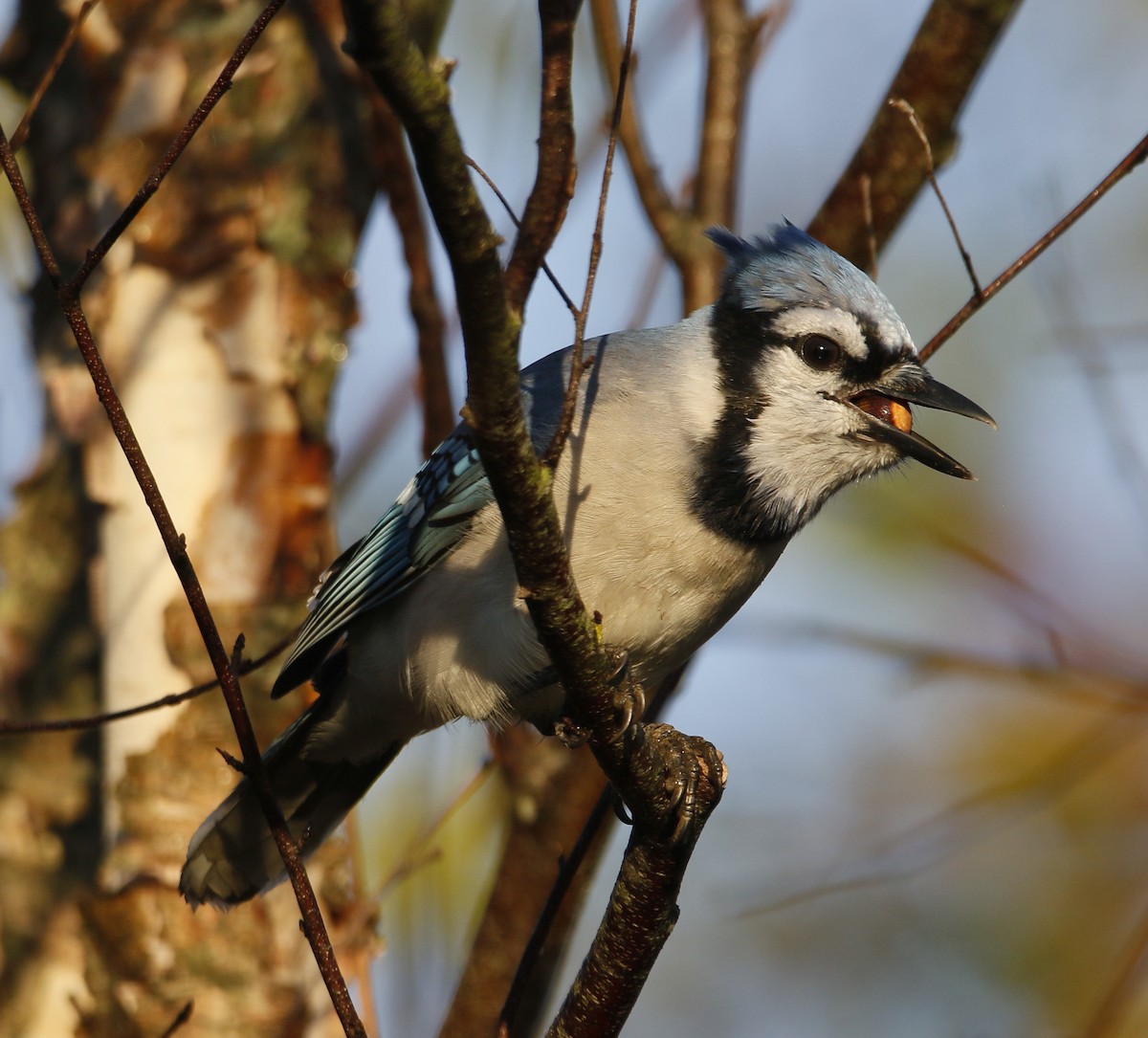 Blue Jay - ML643477534