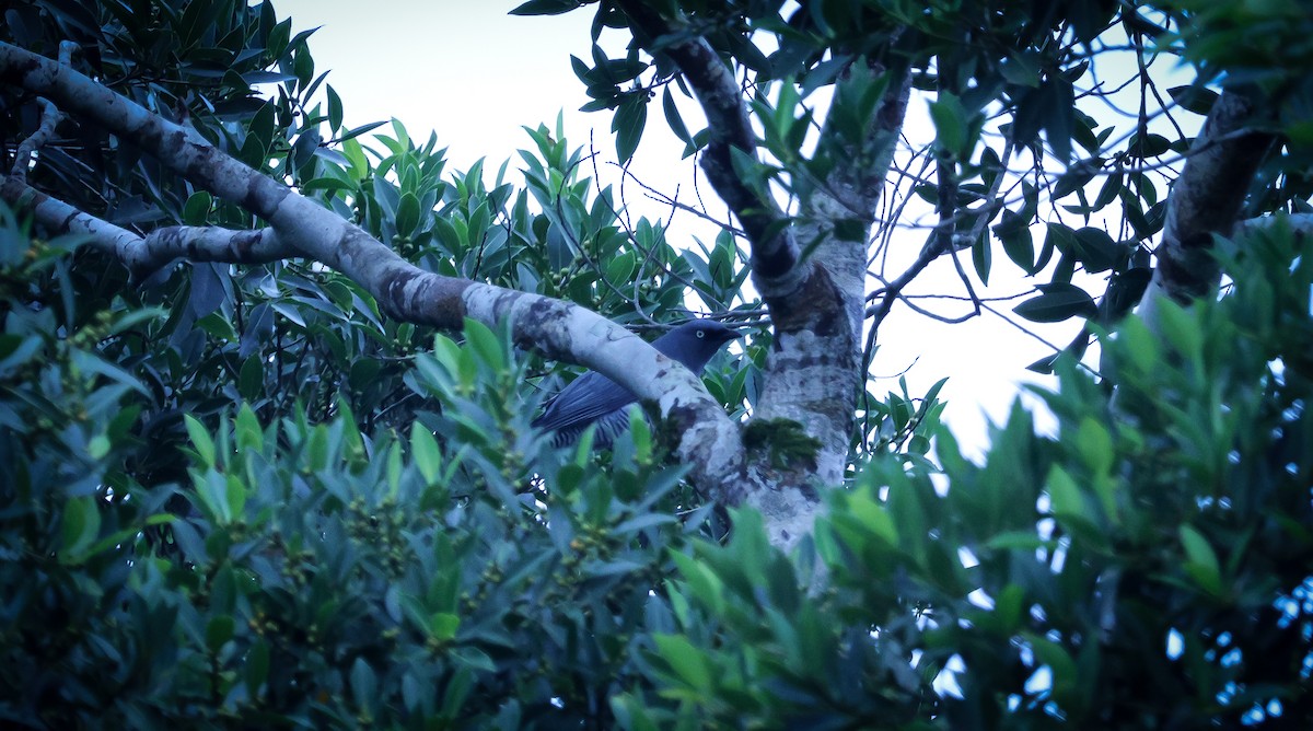 Barred Cuckooshrike - ML643477538