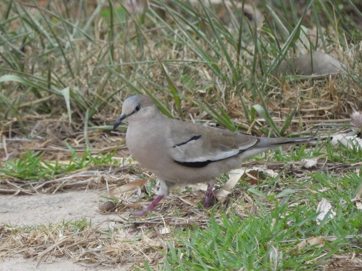 Picui Ground Dove - ML643477543