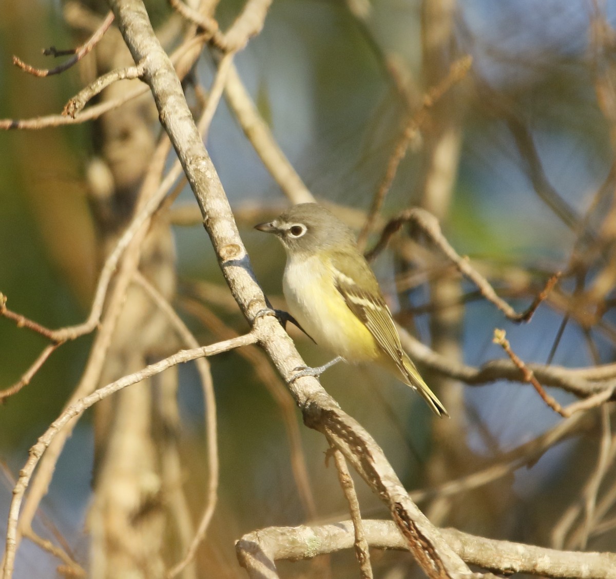 Blue-headed Vireo - ML643477545