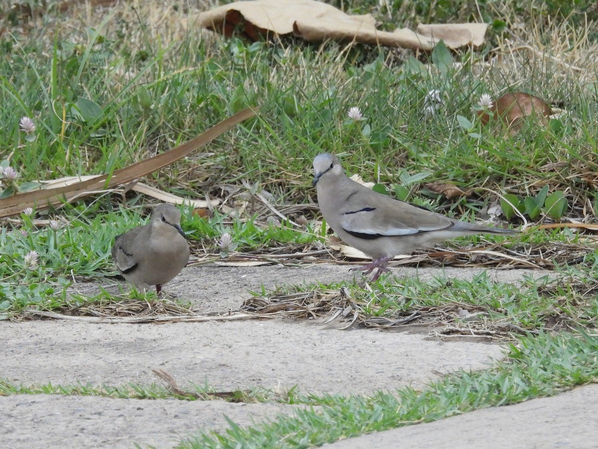 Picui Ground Dove - ML643477550