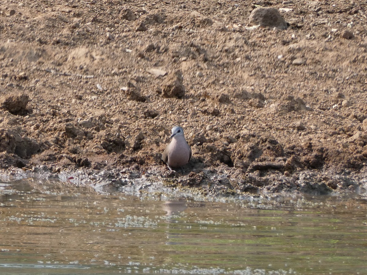Emerald-spotted Wood-Dove - ML643477557