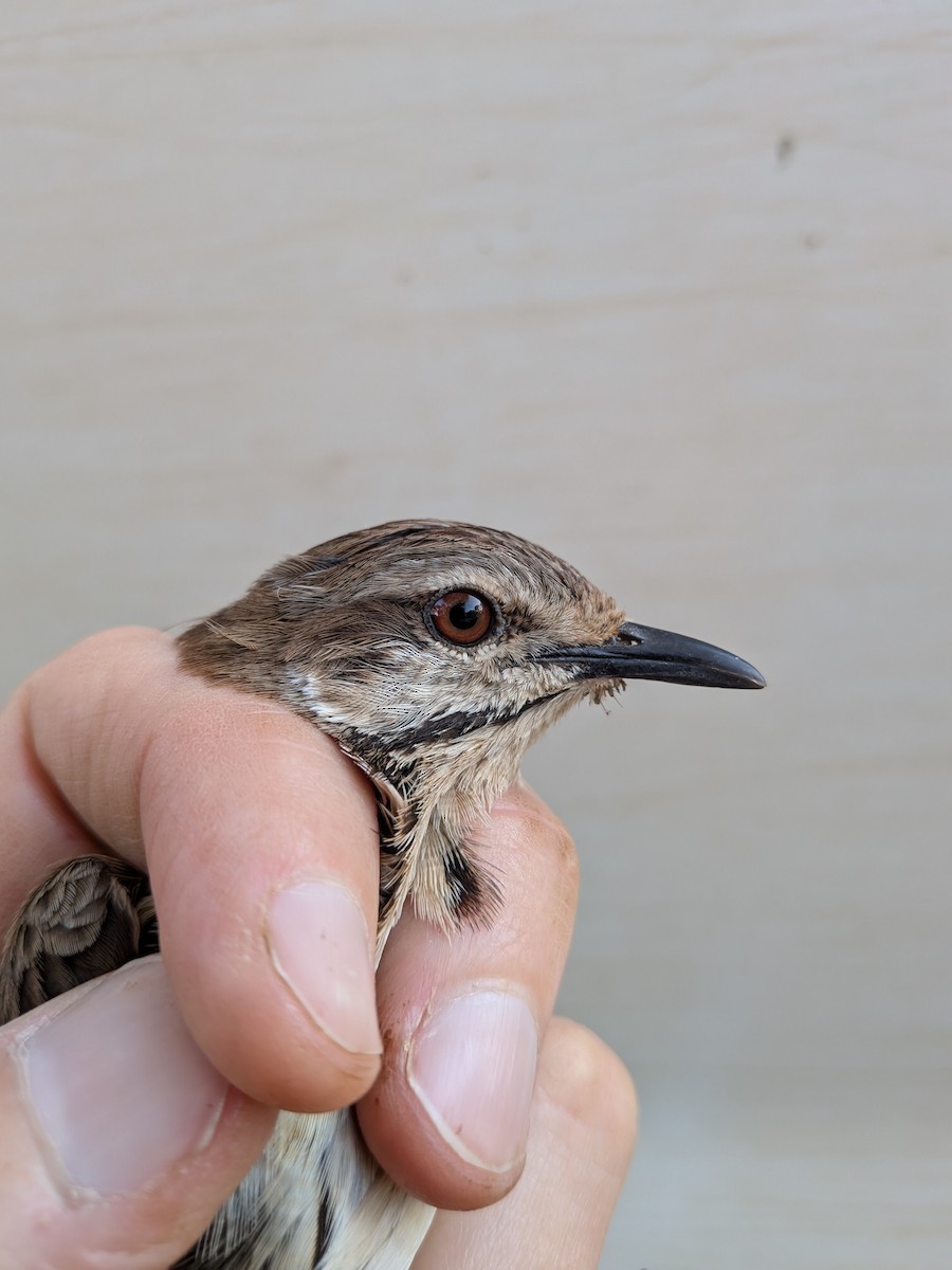 Spotted Morning-Thrush - ML643477562
