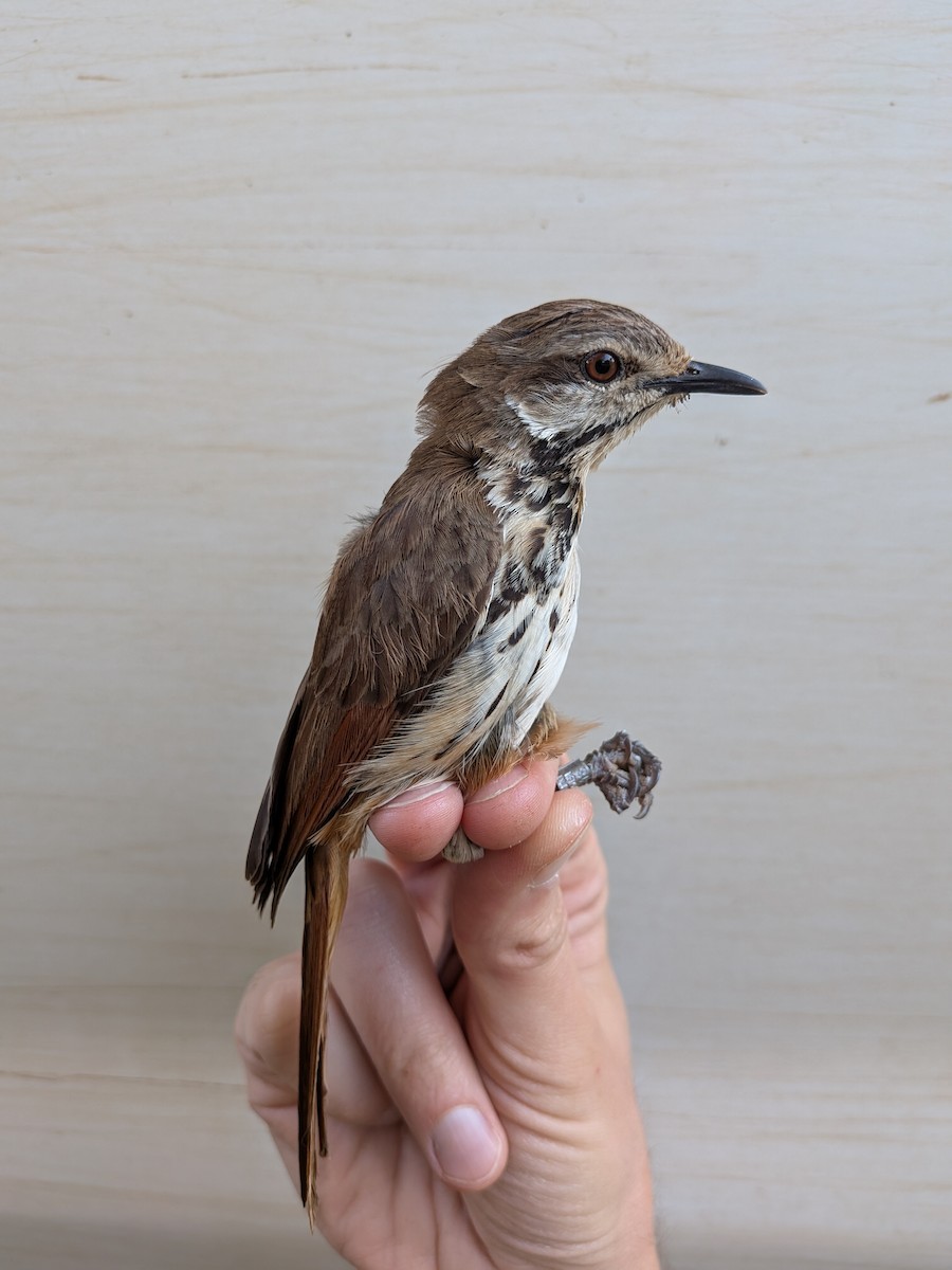 Spotted Morning-Thrush - ML643477563