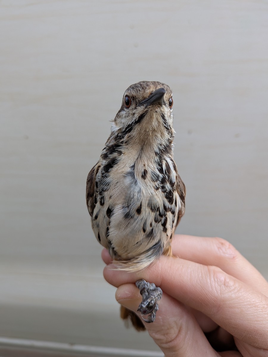 Spotted Morning-Thrush - ML643477564