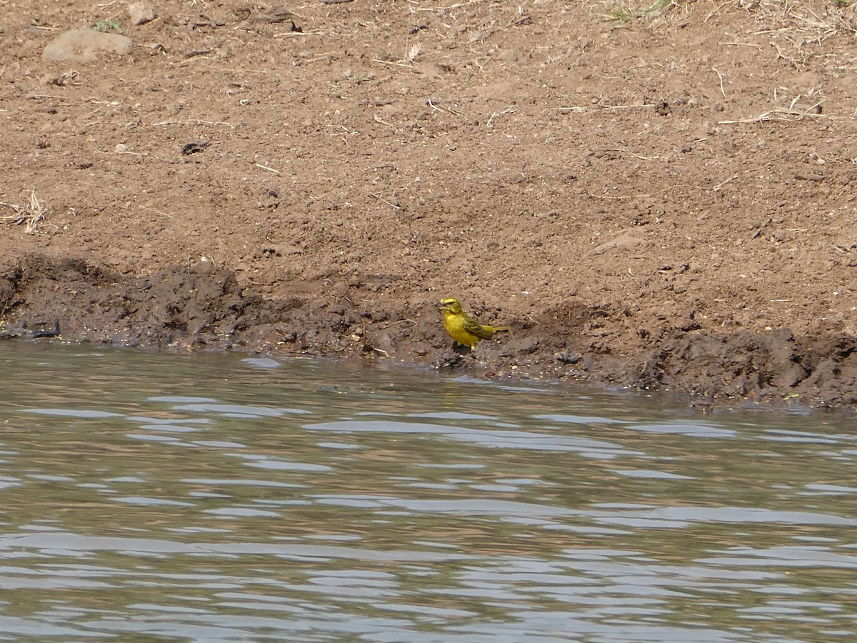 Brimstone Canary - ML643477575