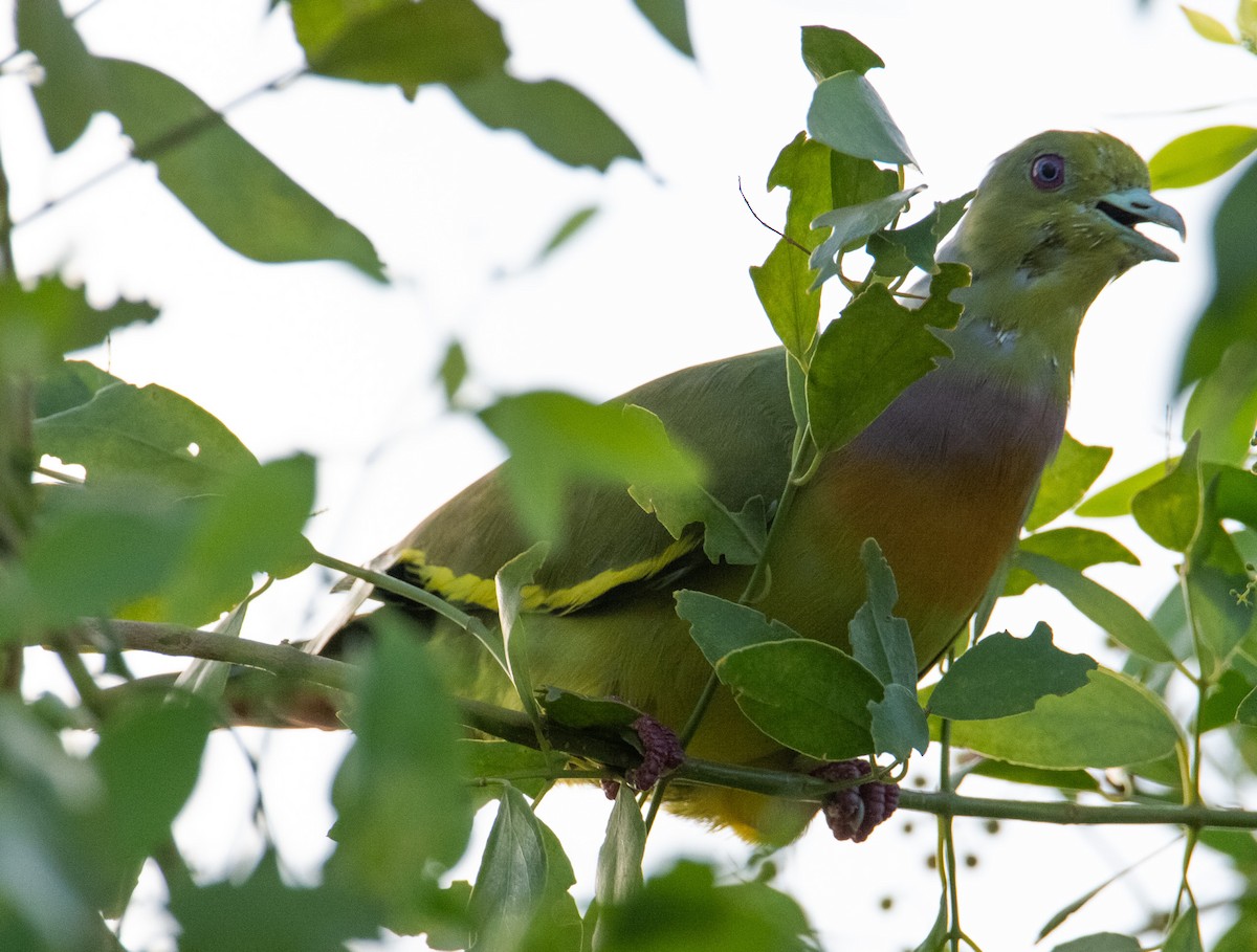 Orange-breasted Green-Pigeon - ML643477590