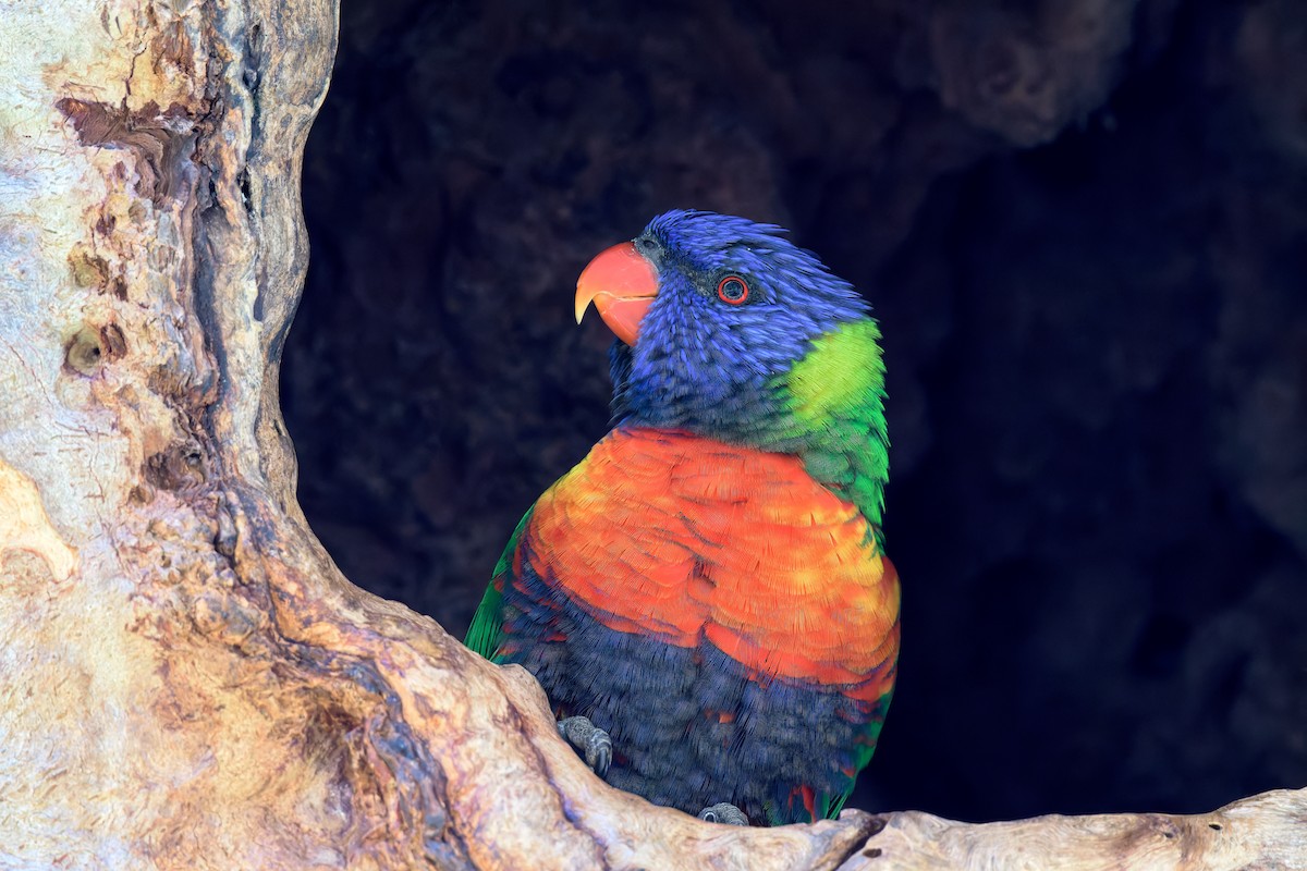 オーストラリアゴシキセイガイインコ - ML643477597