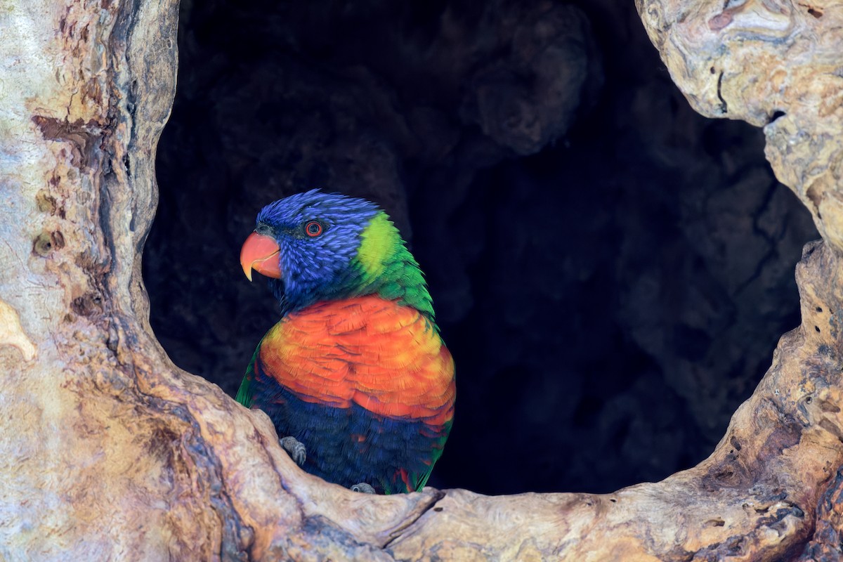 オーストラリアゴシキセイガイインコ - ML643477598