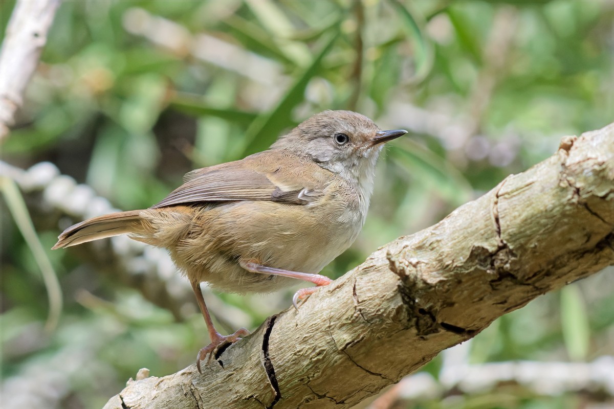 マミジロヤブムシクイ（frontalis グループ） - ML643477615