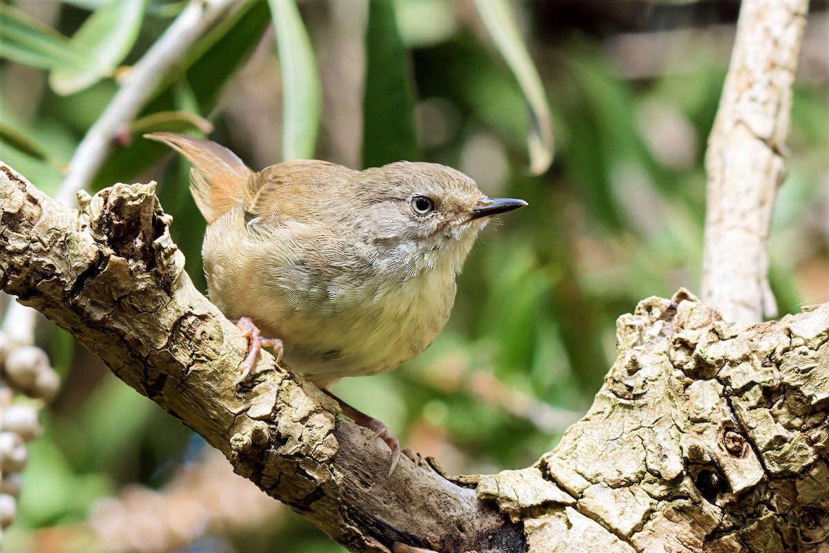 マミジロヤブムシクイ（frontalis グループ） - ML643477616