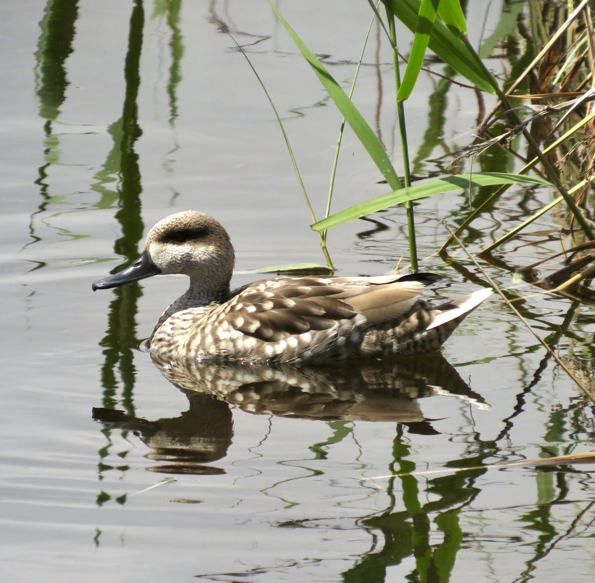 Marbled Duck - ML643477625